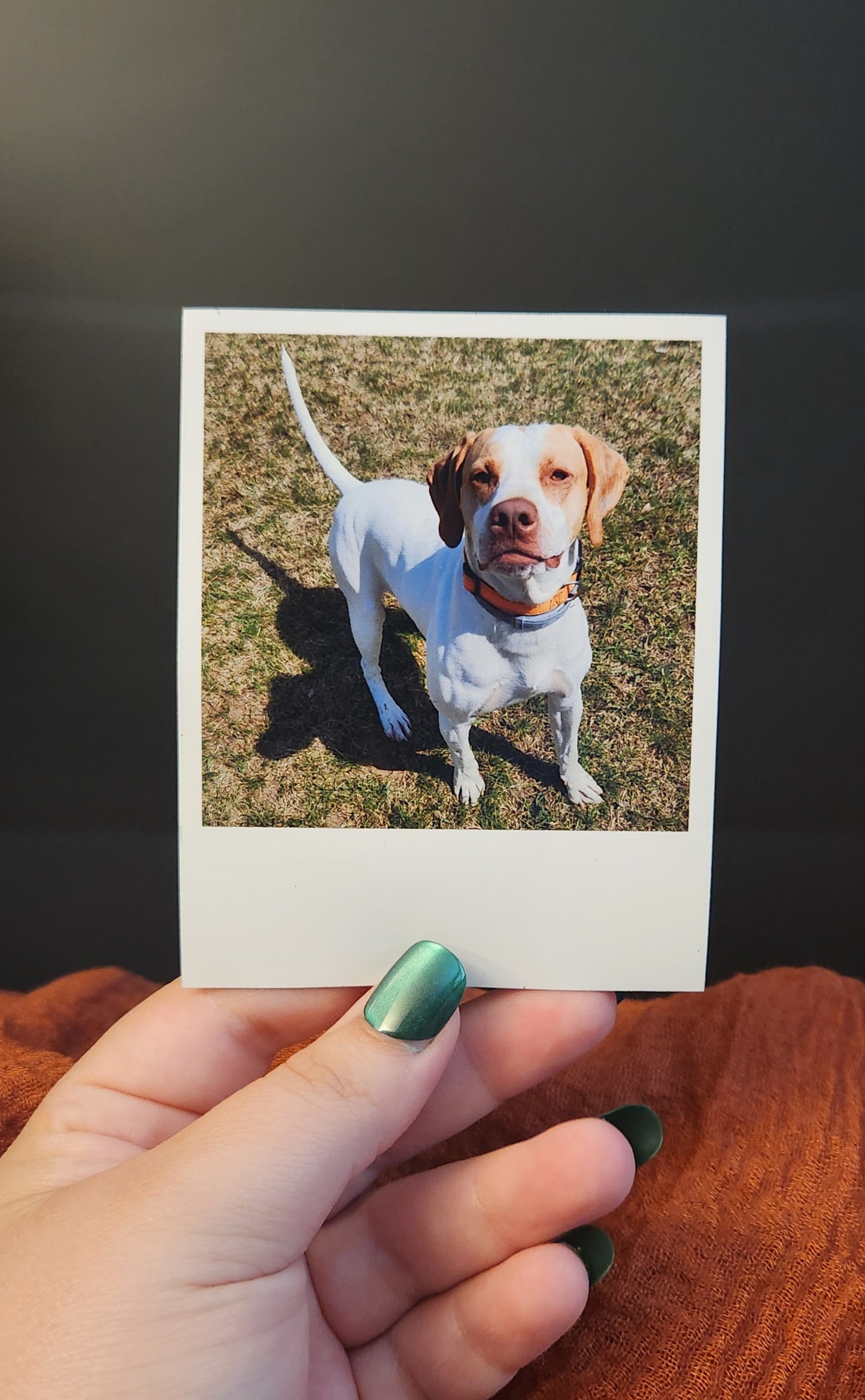 Polaroid Magnets